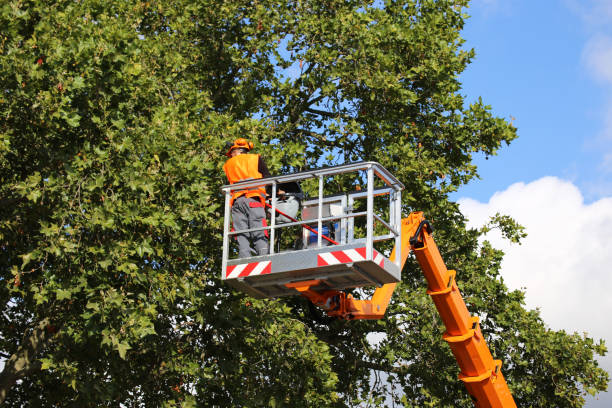 Best Emergency Tree Removal  in Salem, OH